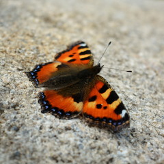 Fototapeta na wymiar Beautiful orange with a black butterfly sitting on a stone