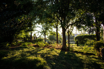 Forest Woodland in the Garden