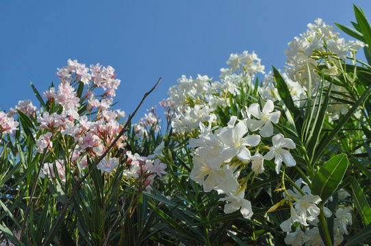 oleander tree flowers
