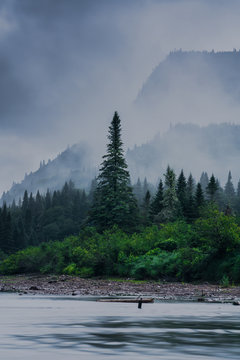 arbre