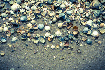 Sea shells on the Pacific coast, California