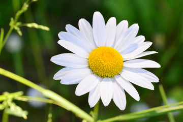 Obraz premium Gänseblümchen