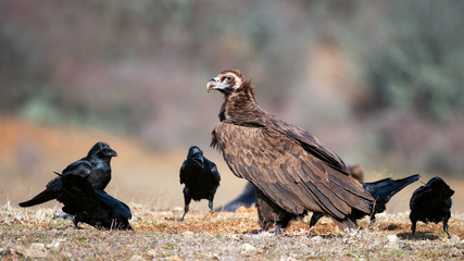 Cinereous vulture (Aegypius monachus) and the Raven (Corvus corax) in wild