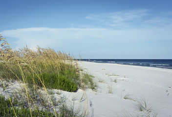 Florida Panhandle Pristine Beach with Sea Oats