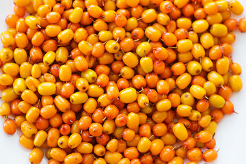seabuckthorn sea buckthorn sea-buckthorn sea_buckthorn bright with a drop of water useful vitamin autumn