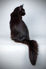 Maine Coon red cat on colored backgrounds