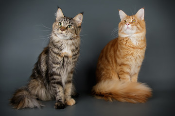 Maine Coon red cat on colored backgrounds