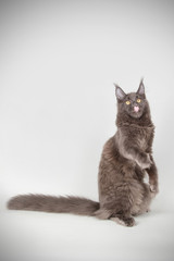 Maine Coon red cat on colored backgrounds