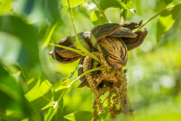 Pecan nuts in open husks with dried up catkins, among green leaves in tree