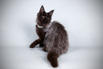 Fototapeta premium Maine Coon red cat on colored backgrounds