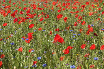 field with poppy flowers