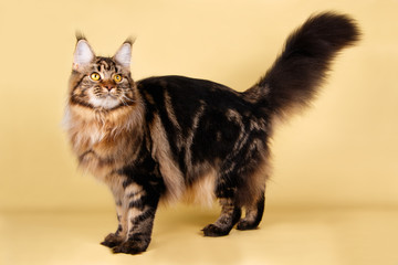 Obraz premium Maine Coon red cat on colored backgrounds