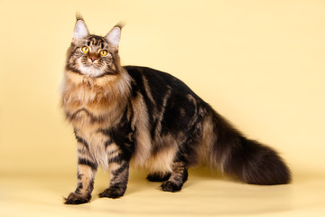 Maine Coon red cat on colored backgrounds