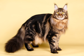 Obraz premium Maine Coon red cat on colored backgrounds