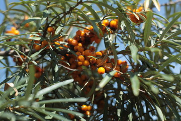 tree, fruit, orange, green, food, plant, nature, berry, ripe, garden, leaf, branch, red, berries, agriculture, leaves, citrus, healthy, natural, summer, fresh, medicine, orchard, autumn, tangerine