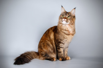 Maine Coon red cat on colored backgrounds