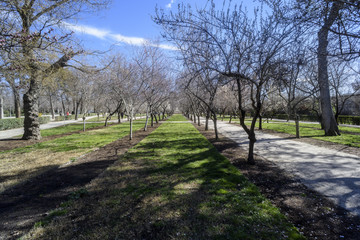 view of the interior of the public park of El Buen Retiro in Madrid, Spain