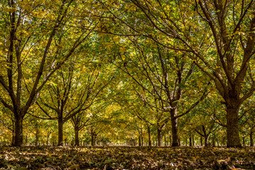 Fototapeta premium Pecan orchard in autumn with beautiful colors