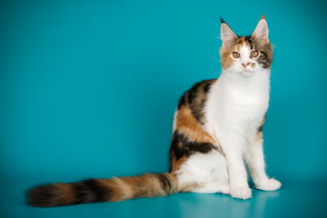 Maine Coon red cat on colored backgrounds