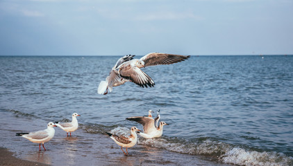 Flock of gulls on a sandy beach in Los Angeles, California