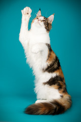 Maine Coon red cat on colored backgrounds