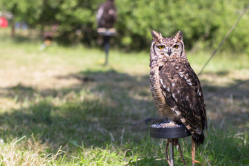 Sandy beach of Southern Jutland, near Esbjerg, Denmark