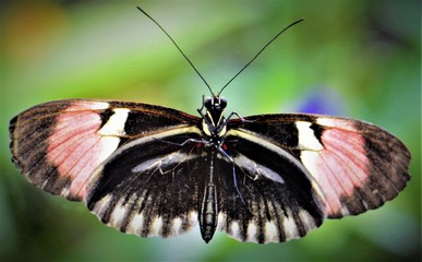 Butterfly collection