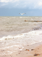 Möwe an der Ostsee am Wasser