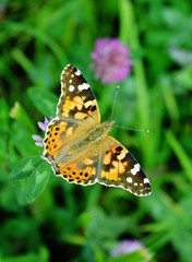 Beautiful butterfly on clover flower closeup top view