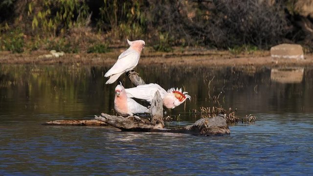 Two Major Mitchell cockatoos sit on a branch and drink from a pond.