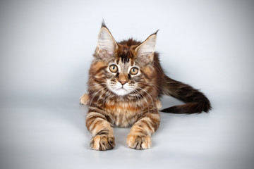 Maine Coon red cat on colored backgrounds