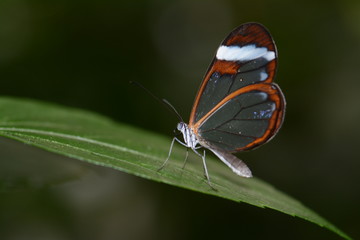 Butterfly collection