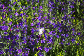 Obraz premium Big meadow wit lots of beautiful flowers