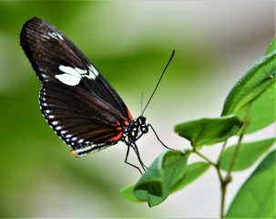 Obraz na płótnie Canvas Butterfly collection