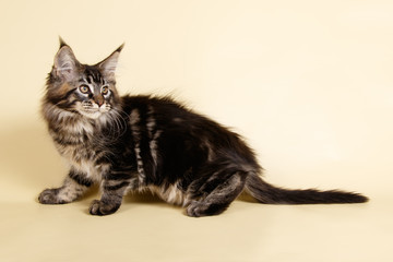 Maine Coon red cat on colored backgrounds