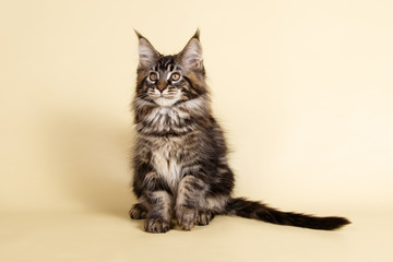Maine Coon red cat on colored backgrounds