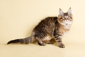 Maine Coon red cat on colored backgrounds