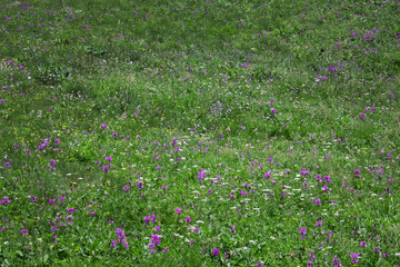 Big meadow wit lots of beautiful flowers