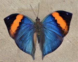 Butterfly collection