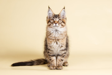 Maine Coon red cat on colored backgrounds