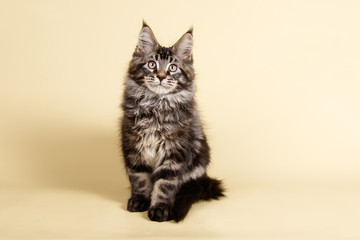 Maine Coon red cat on colored backgrounds