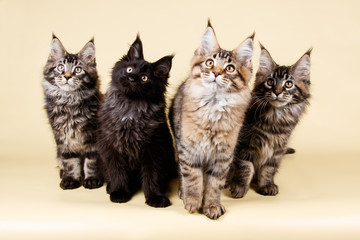 Maine Coon red cat on colored backgrounds