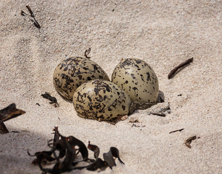 Black Oystercatcher Eggs