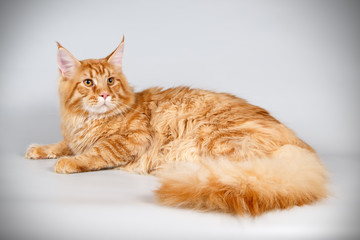 Maine Coon red cat on colored backgrounds