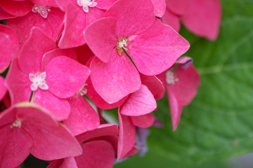 a natural background with pink hydrangea