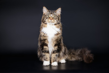 Fototapeta na wymiar Maine Coon cat on colored backgrounds