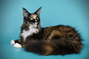 Maine Coon cat on colored backgrounds
