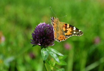 Orange butterfly sitting on clover flower on blurred green background