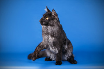 Maine Coon cat on colored backgrounds