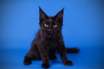 Fototapeta premium Maine Coon cat on colored backgrounds